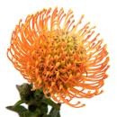 Vollsortiment Nadelprotea, orange -  1 Stück